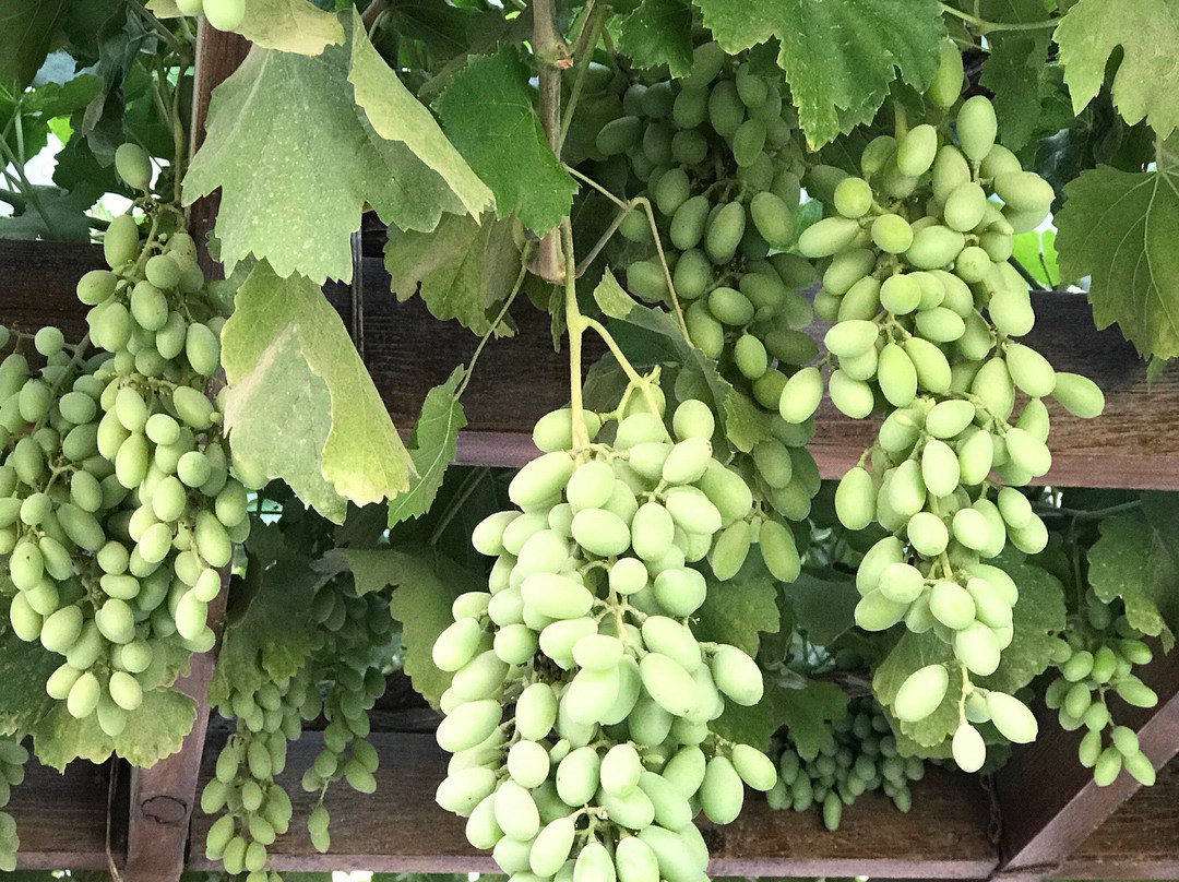 The Baron - Kabul主图