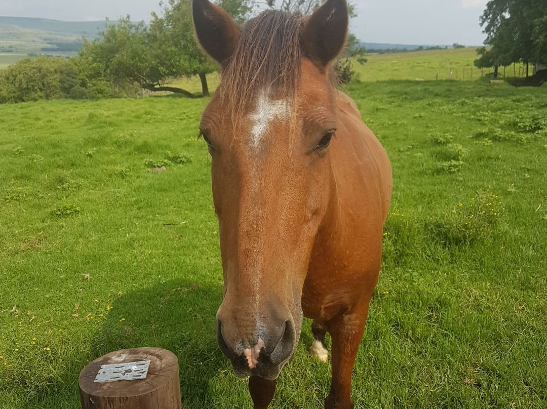 Petra's Country Guesthouse主图