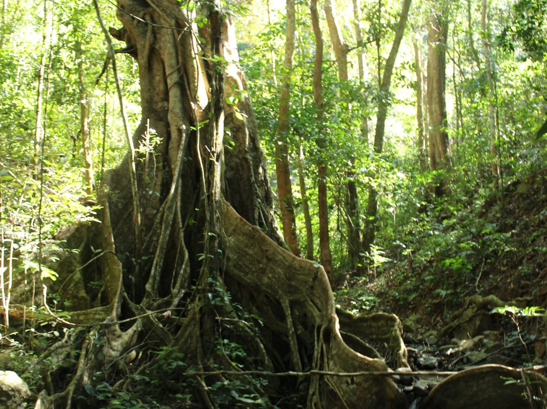 Kon Ka Kinh National Park景点图片