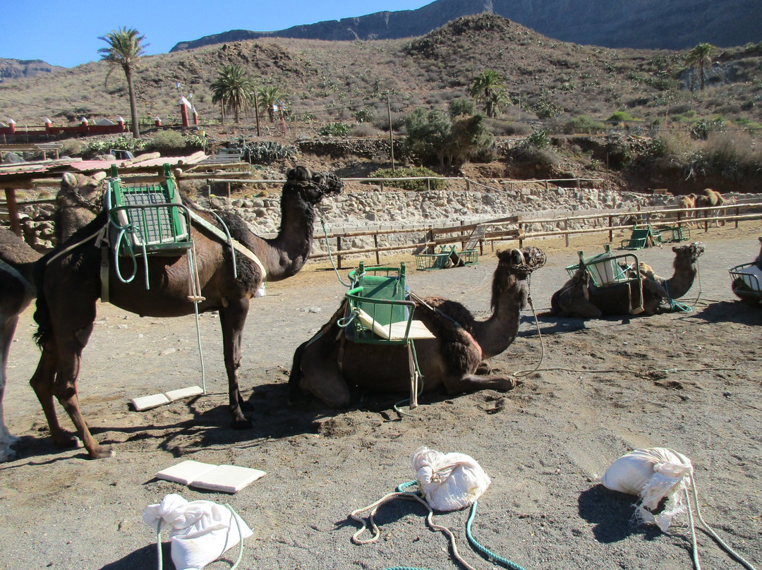 Camel Safari Park La Baranda景点图片