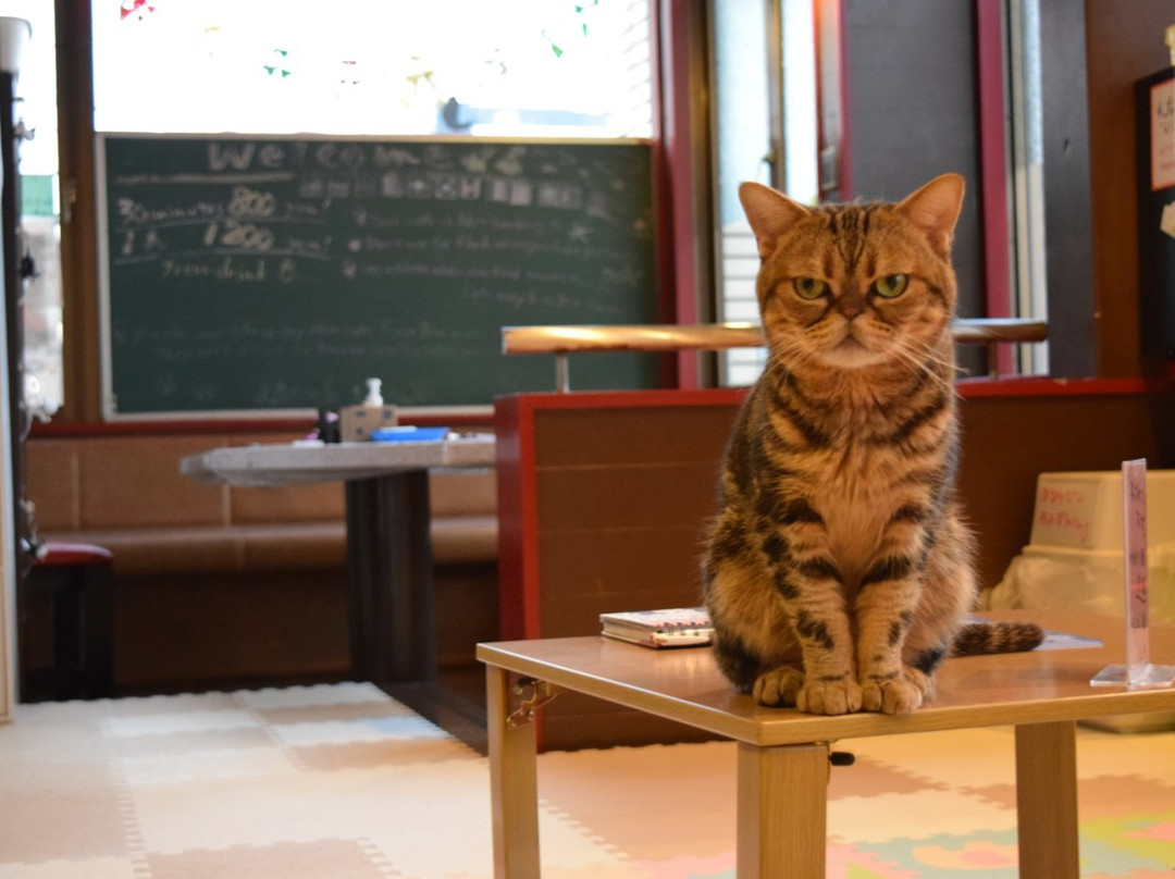 Cat Cafe Neko with fortune telling-别府市必去景点