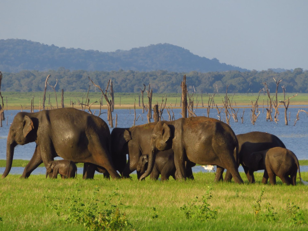 Chauffeur Sri Lanka by Dohansa Lanka Tours景点图片