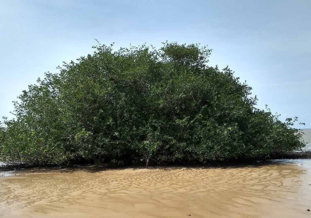 Bispo Beach-Mosqueiro必去景点