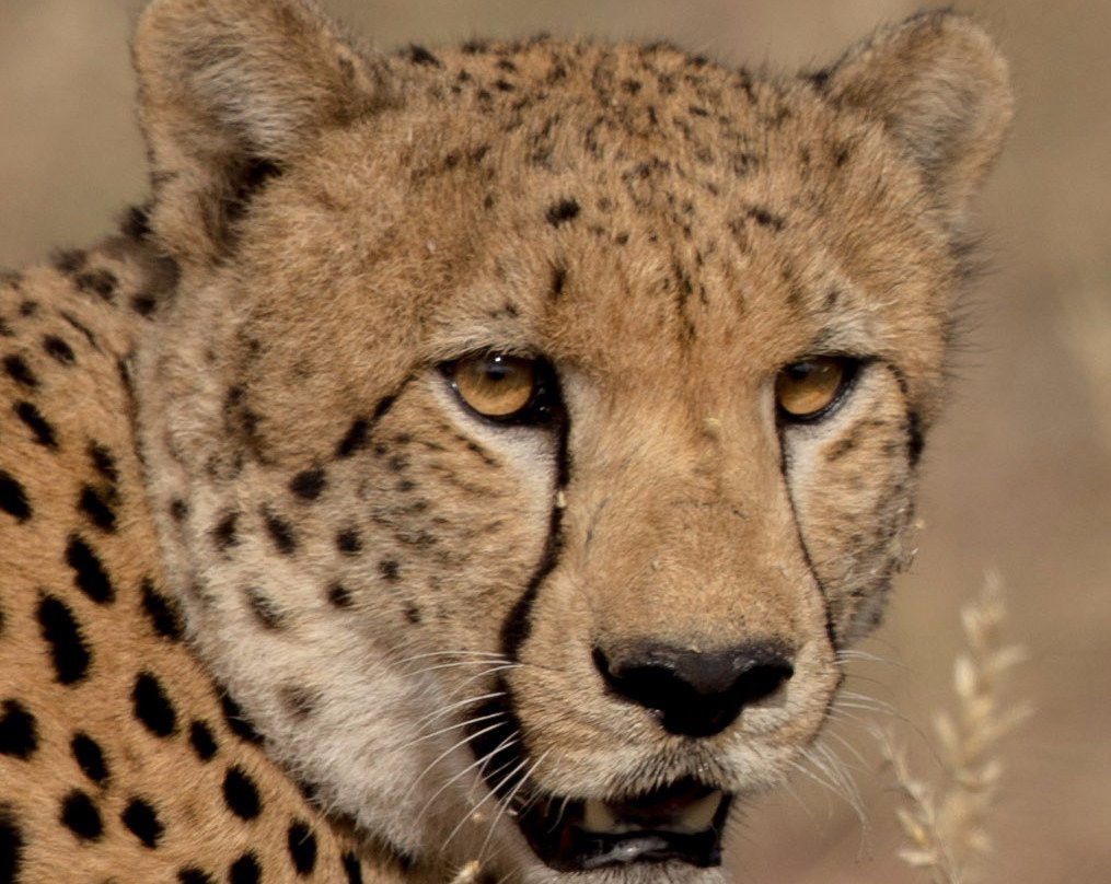 Afriguided Safaris-霍德斯普鲁特必去景点