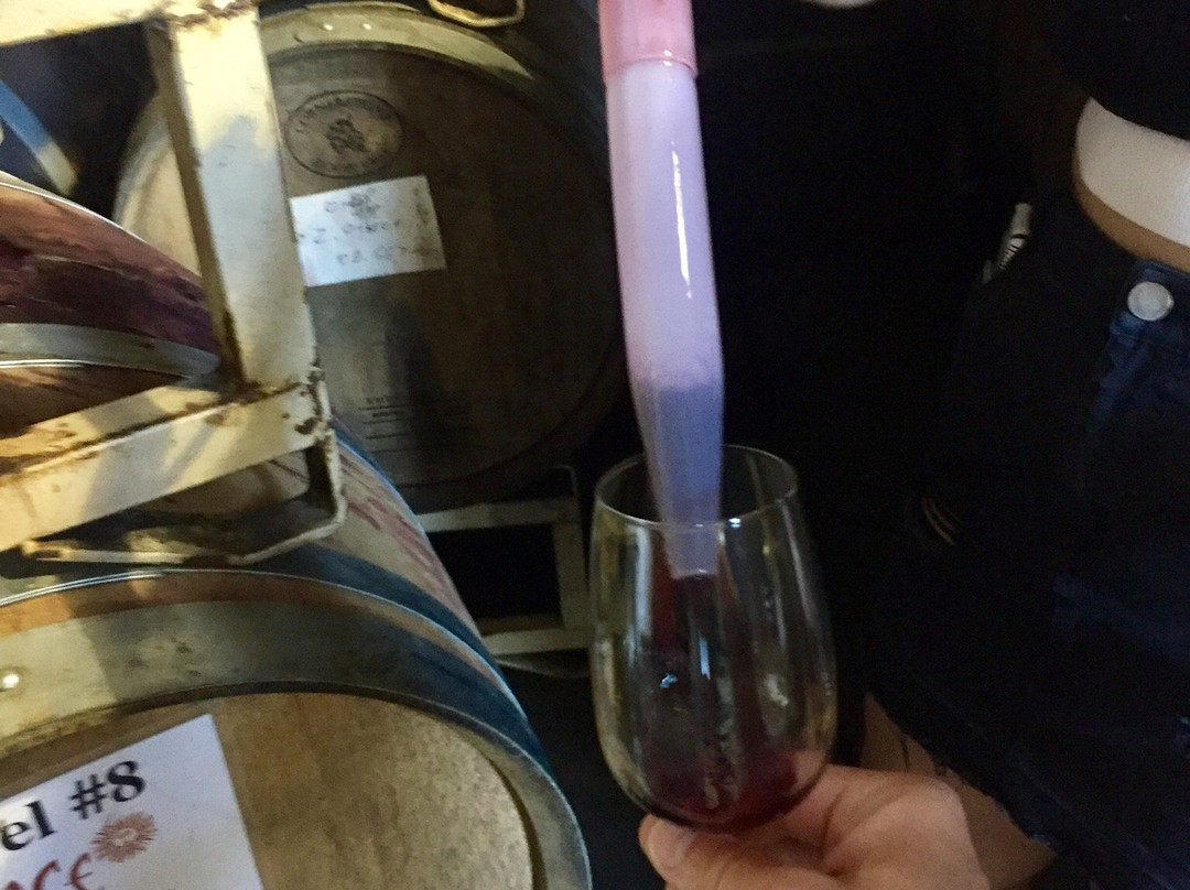 Sunce Winery景点图片