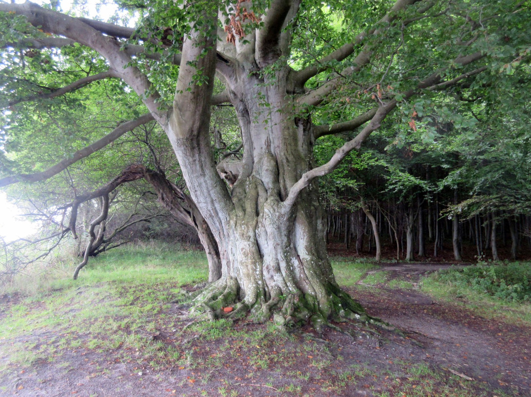 Spodsbjerg旅游景点-Oehlenschlaegers Beech