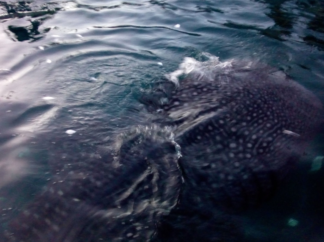 Talisayan Sea-伯劳必去景点