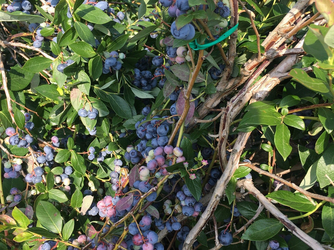 Paradis des Fruits Dunham-Dunham必去景点