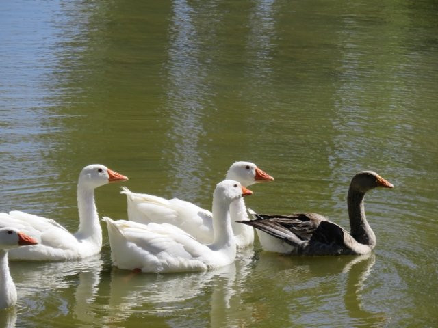 西博褔特酒店住宿-Olive Grove Guest Farm