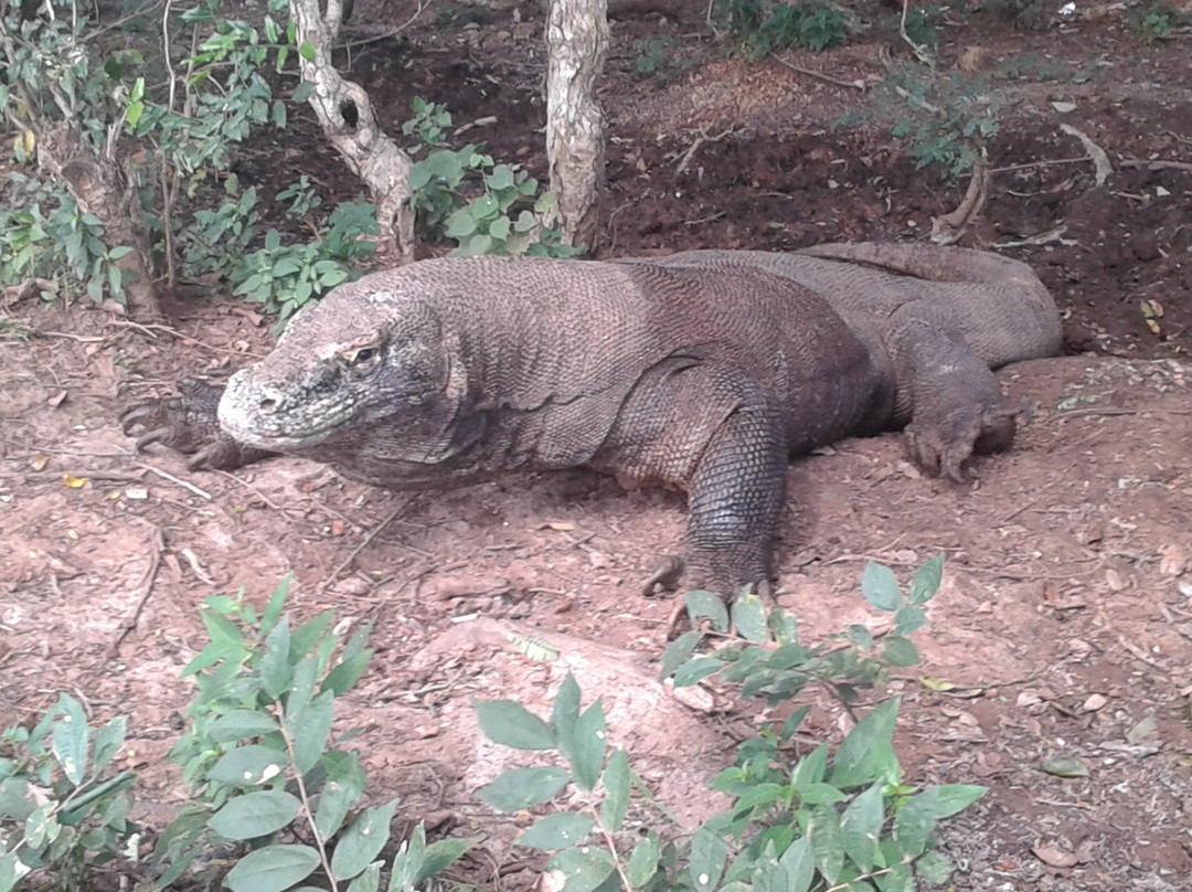 Go To Komodo景点图片