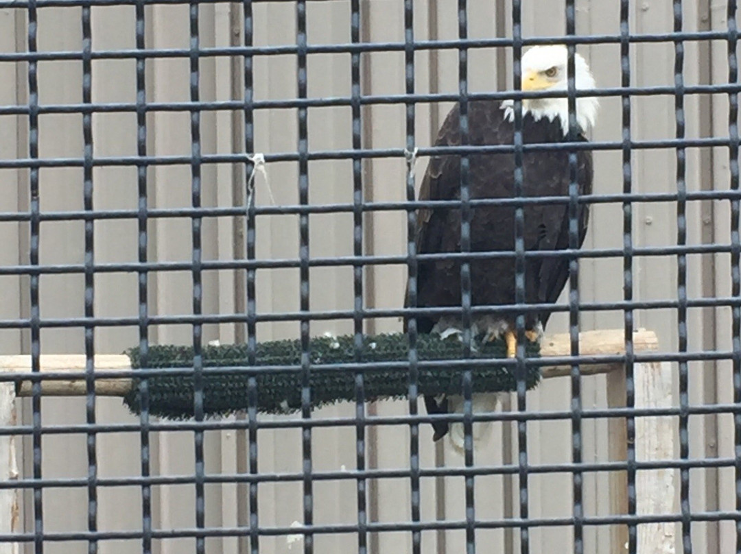 Zoo Idaho-波卡特洛必去景点