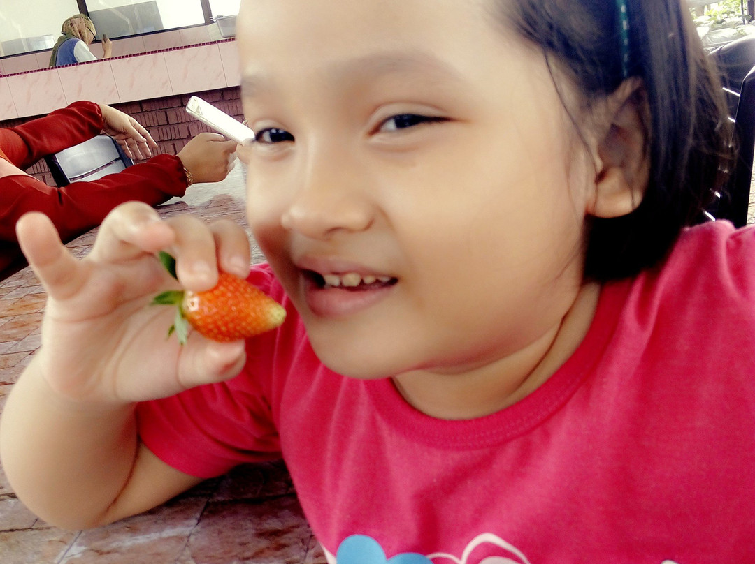 YZ Strawberry Farm-丹那拉塔必去景点