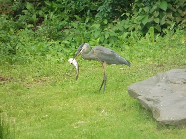 Susan's Pleasant Pheasant Farm Kayaks景点图片