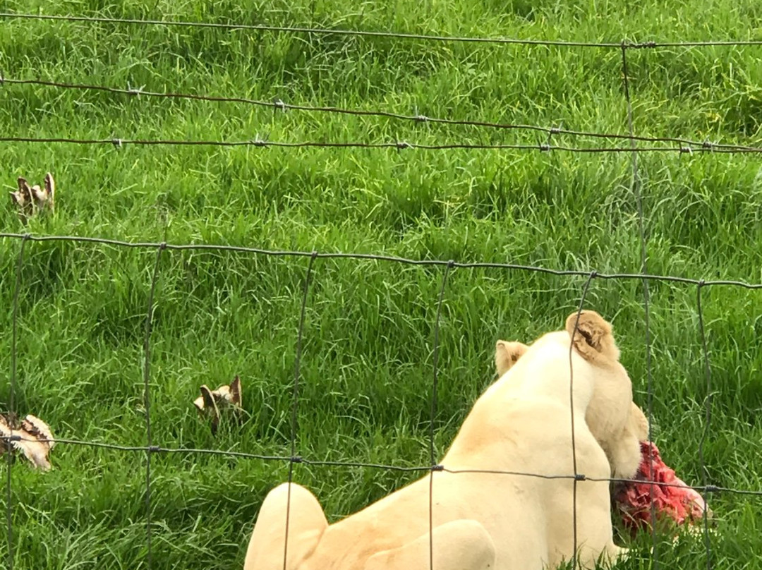 East London Lion Park景点图片