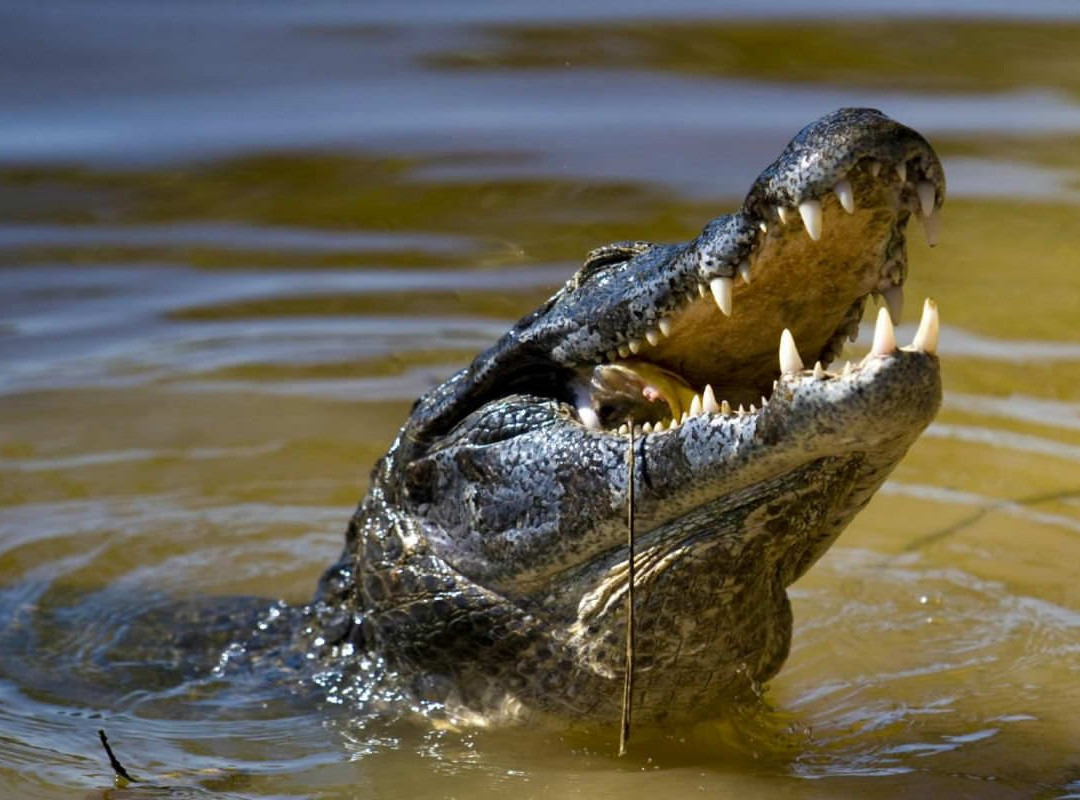 Goa Trip Planner-Nagoa必去景点