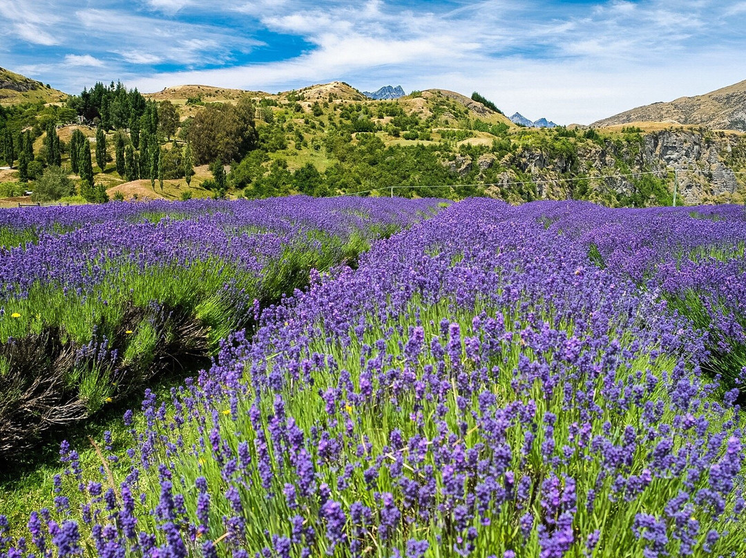 Arthurs Point旅游景点-Ben Lomond Lavender