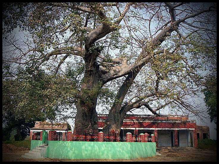 Parijat Tree景点图片