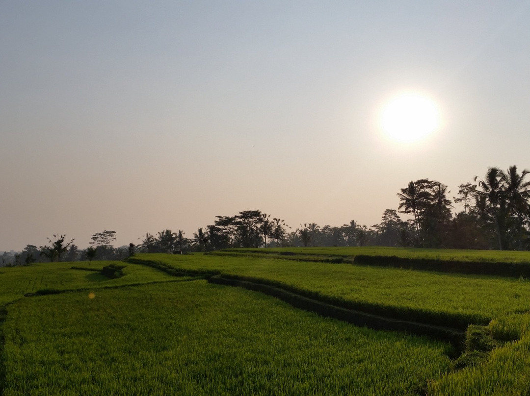 Bali Private Bike-坦帕克西林必去景点