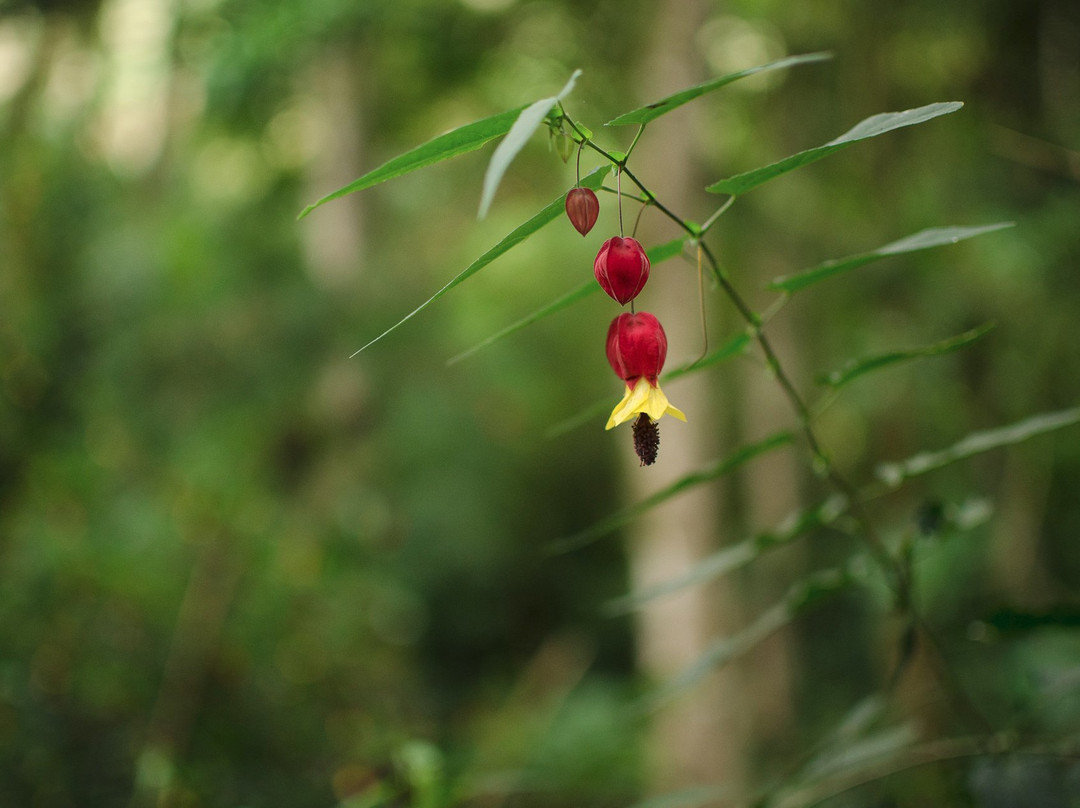 Panama Hiker景点图片