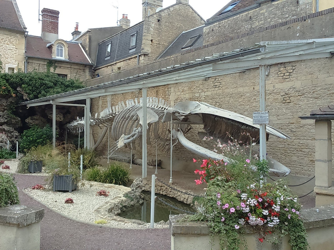 La Maison de la Baleine景点图片