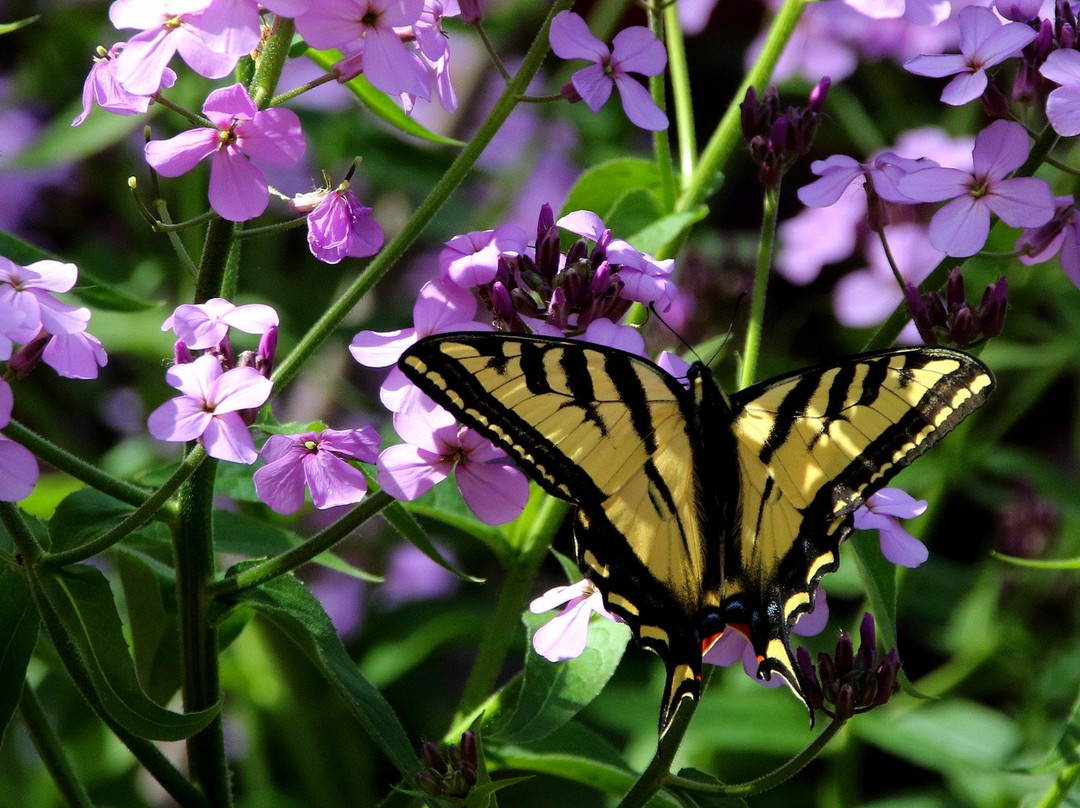 Sherwood Demonstration Garden-普莱瑟维尔必去景点