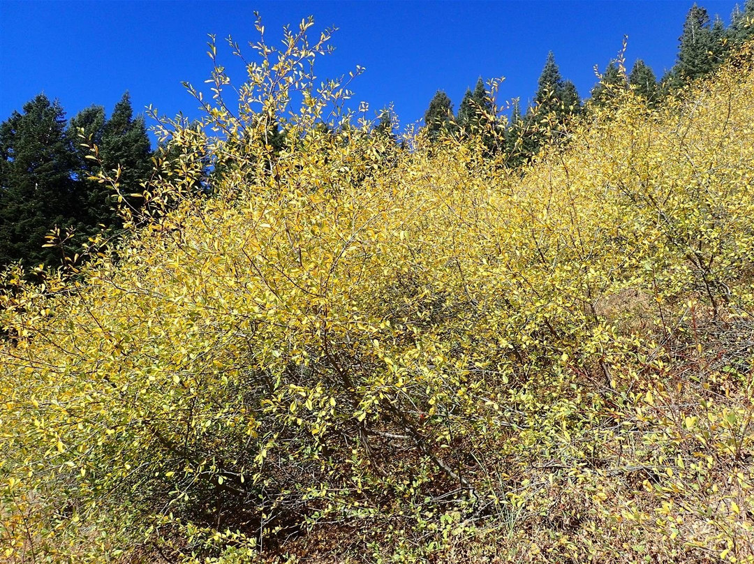 Mount Ashland-阿什兰必去景点