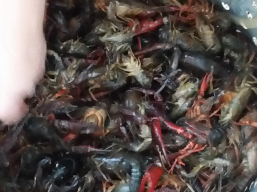 The Coop-弗雷德里克斯堡必去景点