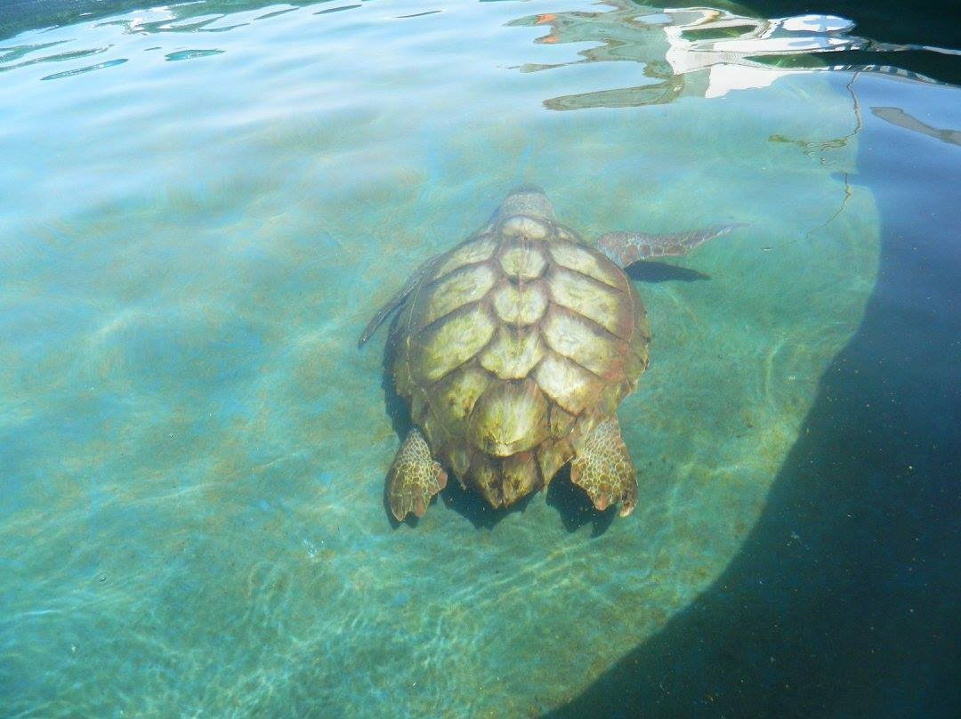 Turtle Nursery景点图片
