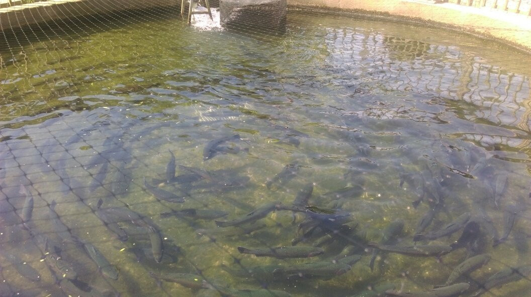 Cold Spring Harbor Fish Hatchery & Aquarium-Cold Spring Harbor必去景点