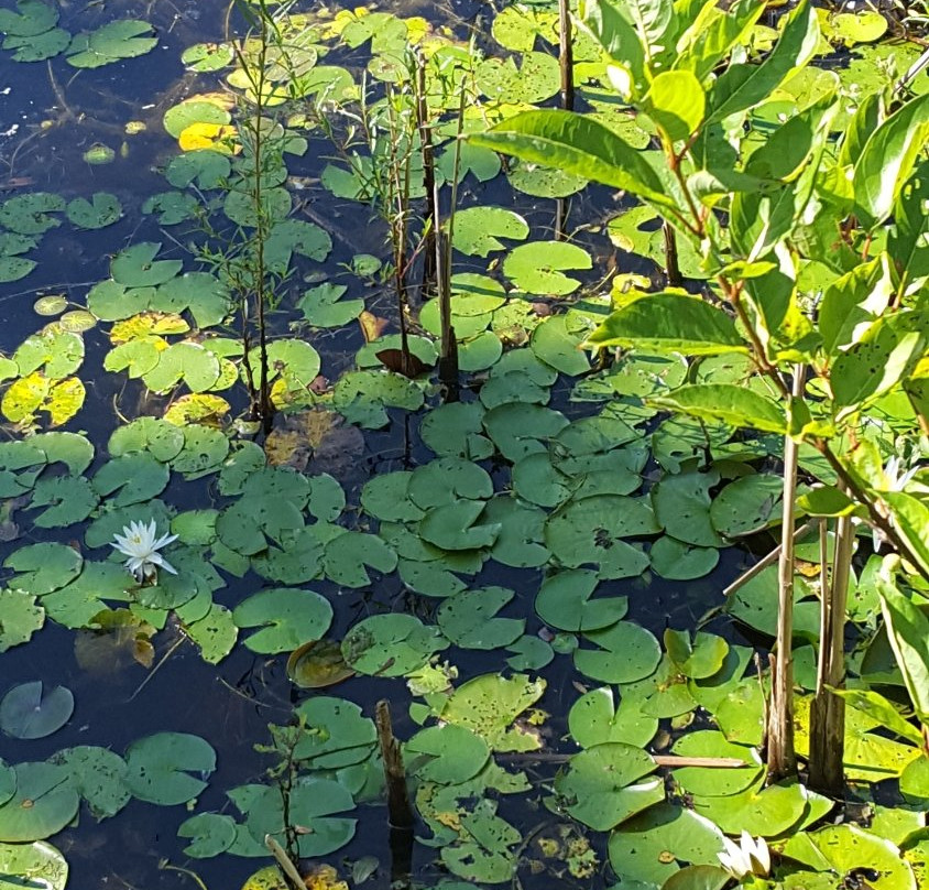 Lake Waccamaw State Park景点图片