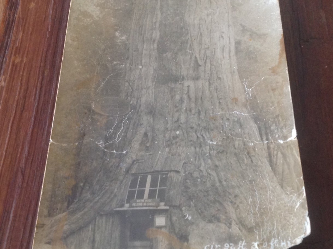 World Famous Tree House景点图片