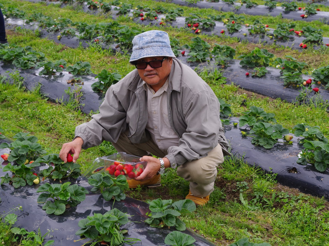 Kareelah Berry Farm景点图片