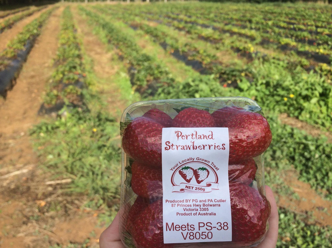 Portland Strawberries景点图片