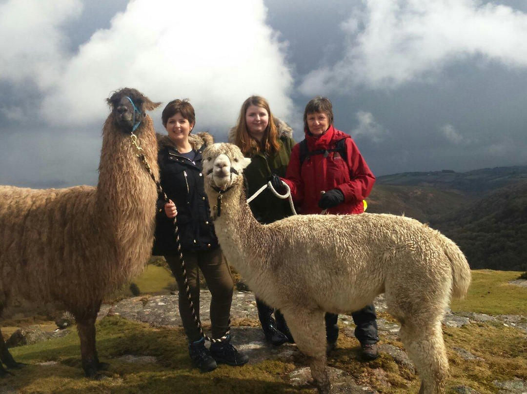 Dartmoor Llama Walks景点图片