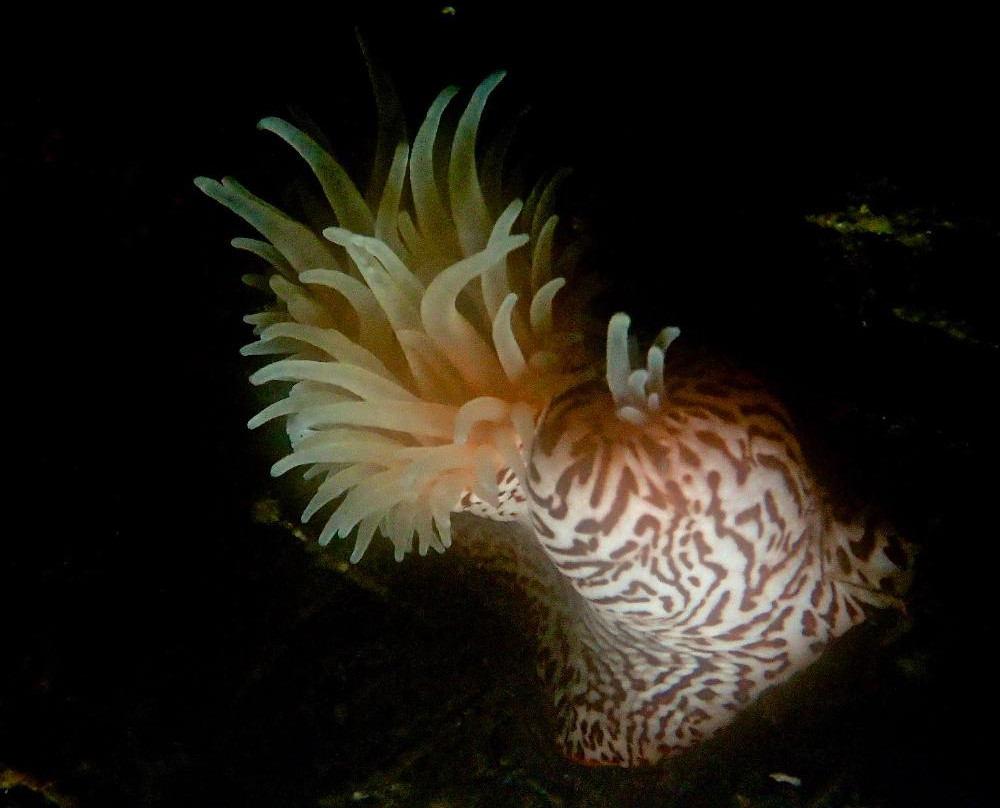 Anda Divers Enjoy - Day Dive景点图片