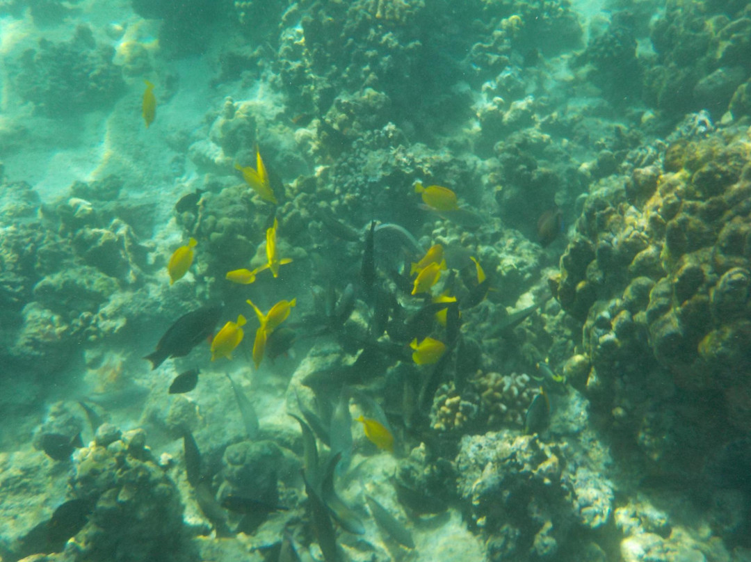Snorkel Bob's Mauna Lani-威可洛亚必去景点