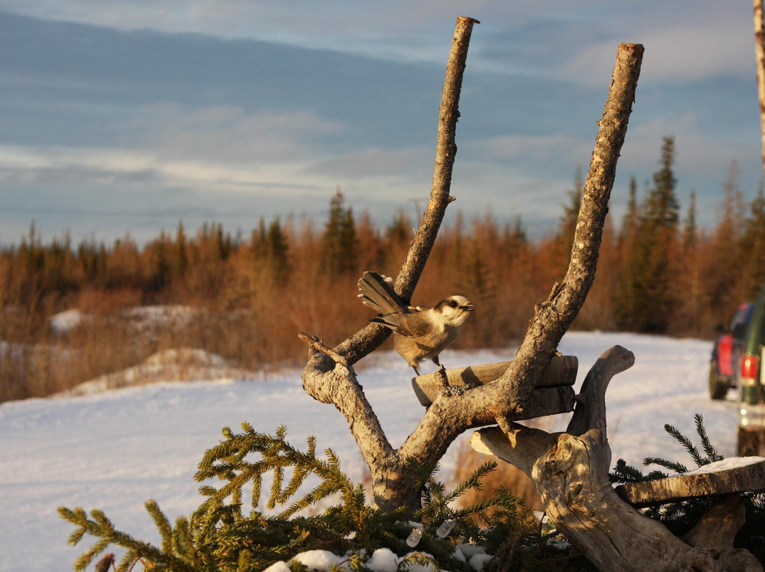 Blue Sky Expeditions-丘吉尔必去景点