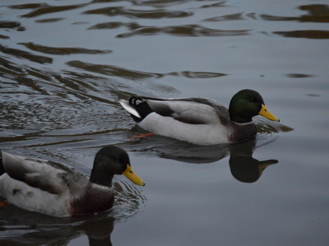 Yoctangee Park-Chillicothe必去景点