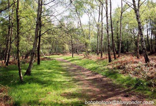 Wombourne旅游景点-Highgate Common Wildlife Reserve
