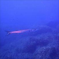 Dive'n Mallorca-Cala Ferrera必去景点