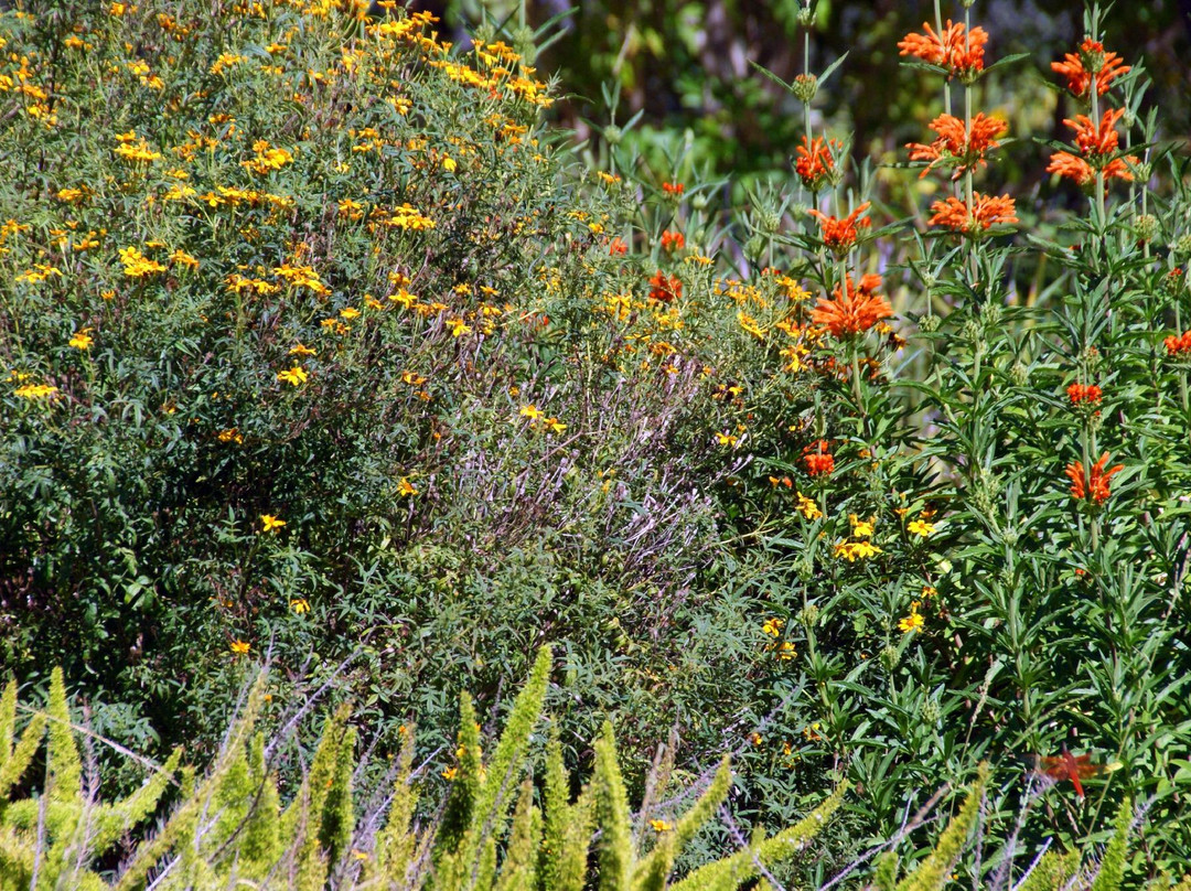Alice Keck Park Memorial Gardens-圣巴巴拉必去景点