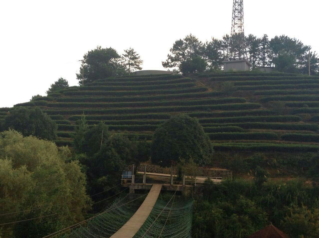 龙岩云顶茶园景点图片