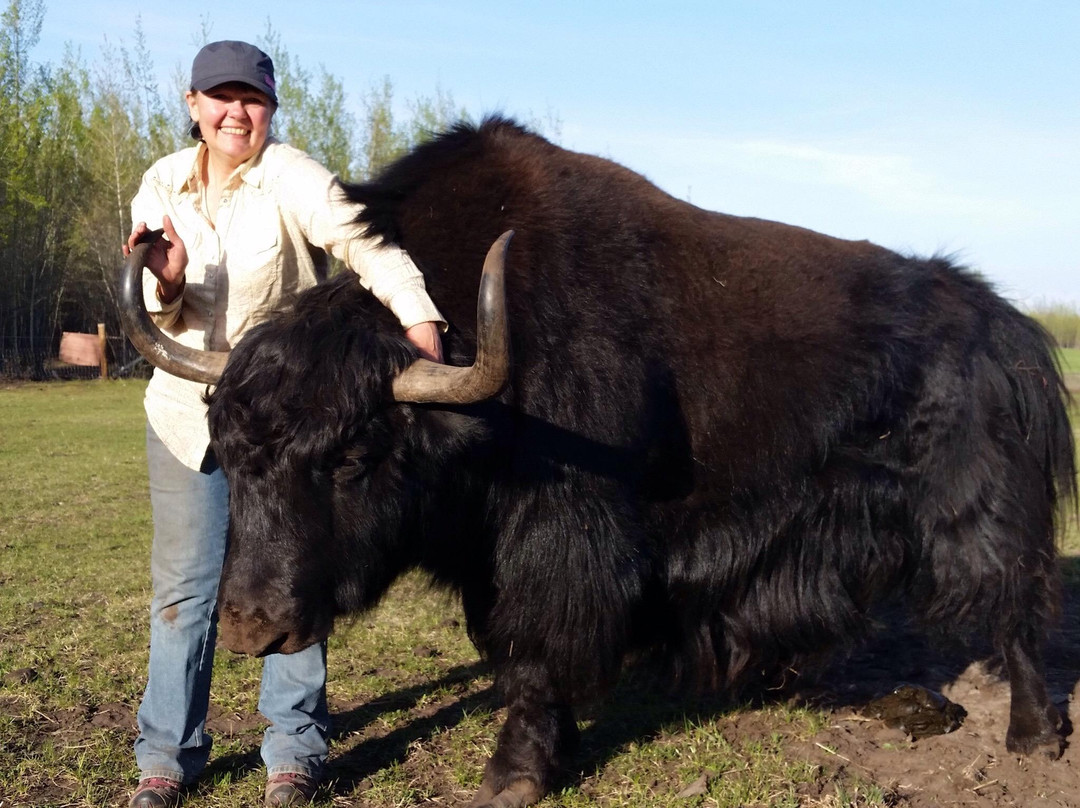 Alaska Yaks-Copper Center必去景点