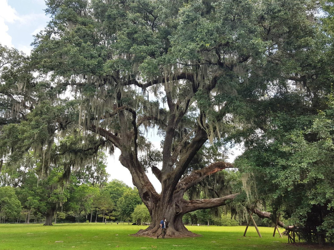 Cellon Oak Park景点图片