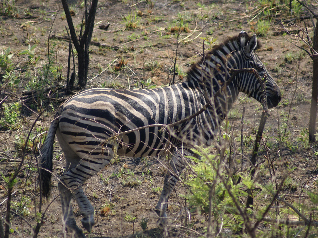 Mthethomusha Game Reserve景点图片