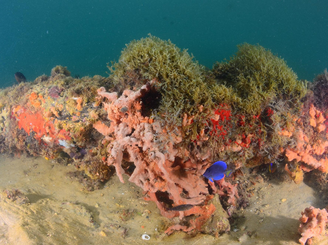 Ecoscuba Centro de Mergulho-Maceio必去景点