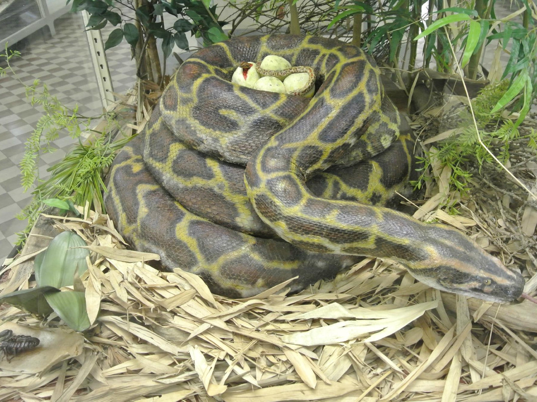 Zoological Museum of the Zoological Institute RAS景点图片