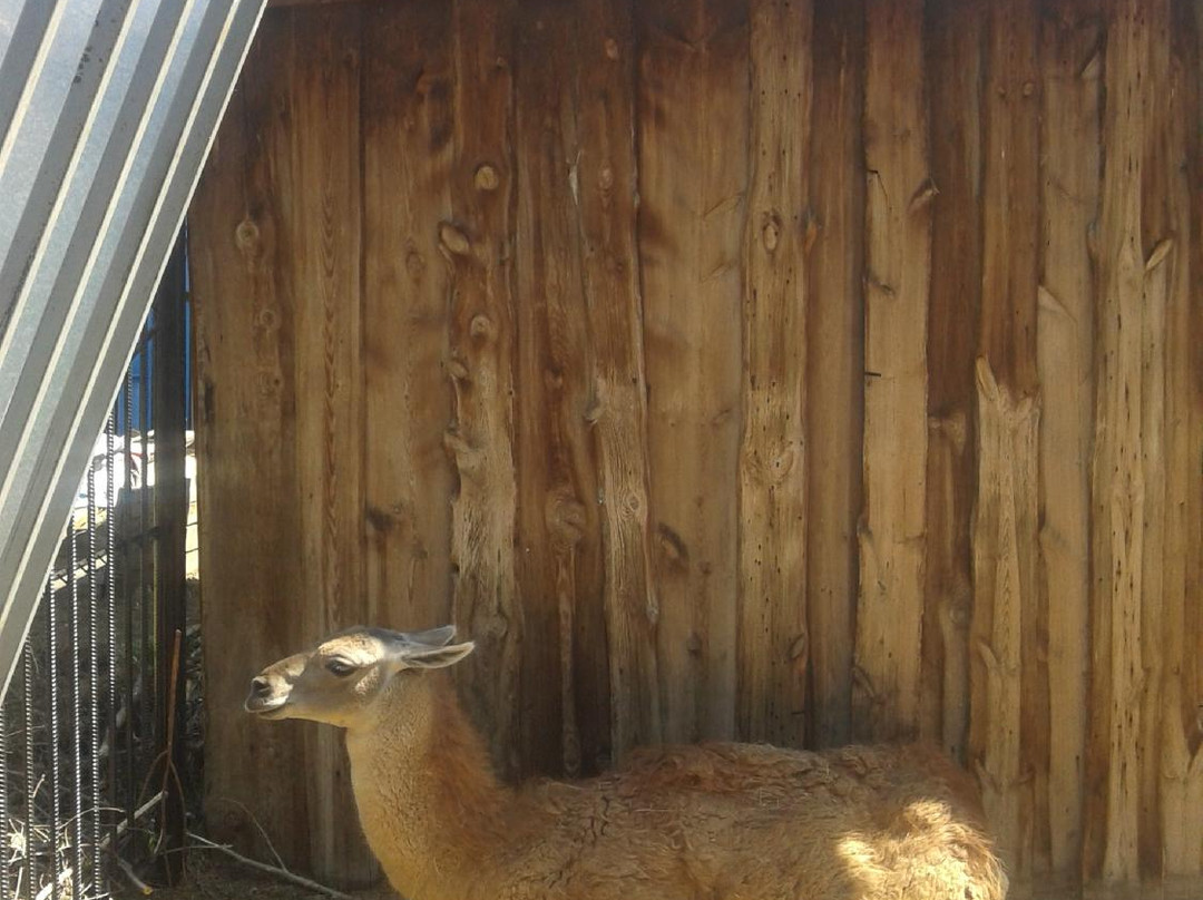 Chita City Zoo-赤塔必去景点