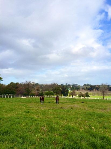 Avontuur Wine Estate-西索美塞必去景点