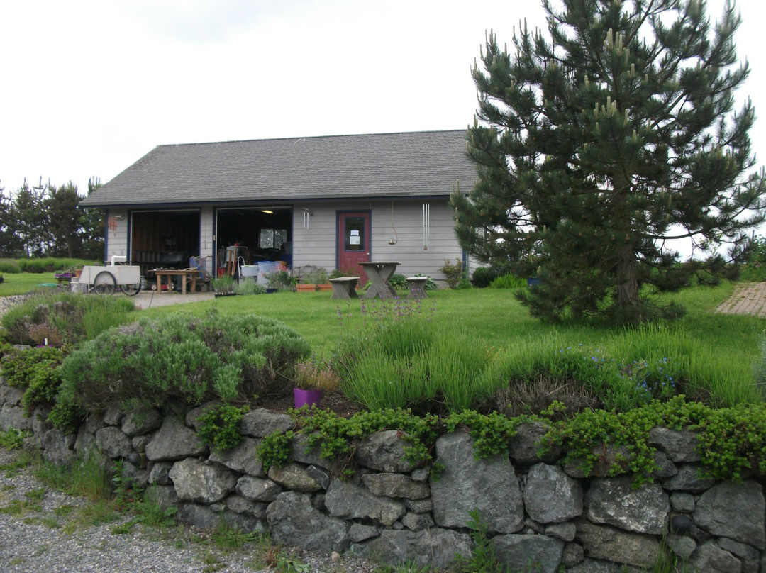 Lavender Wind Farm景点图片